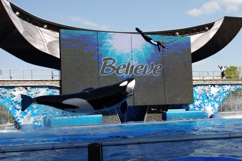 seaworld shamu believe jump