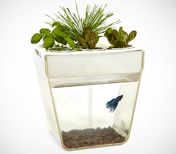 aquafarm aquaponics fish garden thinkgeek