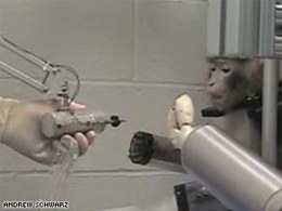 Monkey with Robotic Arm