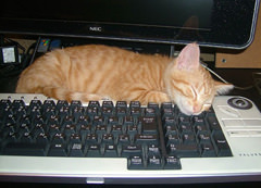 catnap on computer