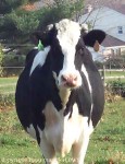 Bluetooth Cow