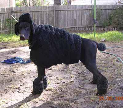 Dog Disguise Poodle