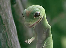 Geico Gecko