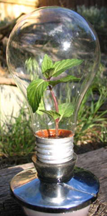 Light Bulb Greenhouse