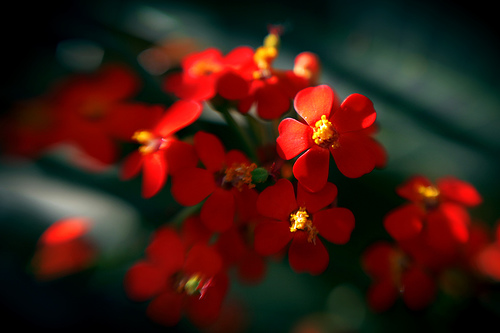 Red Flowers macro