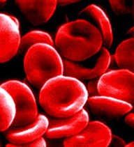 red blood cells