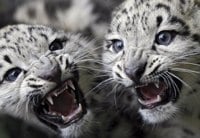 Snow Leopards