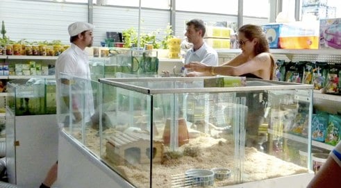 Brad Pitt and Angelina Jolie gerbil shopping