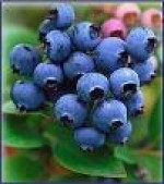 blueberries