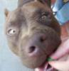 Bruno